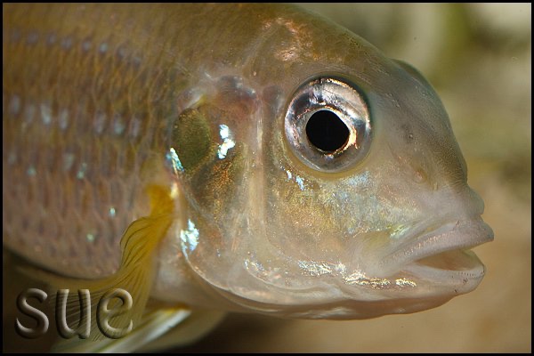 Limnochromis auritus 'Cape Chaitika'